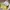 Juicy Couture Y2K Bags & purse Wanita yellow photo 1