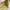 Juicy Couture Y2K Bags & purse Wanita yellow photo 3