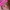 Juicy Couture Y2K Bags & purse Wanita yellow photo 6