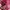 Juicy Couture Y2K Bags & purse Wanita pink photo 5