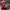 ray ban tortoise opal brown classic ori y2k frame eyewear photo 7