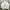 Arnold Palmer Vintage Casual Harrington Jacket Pria White