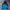 Gorpcore Track jacket Pria black blue photo 2