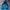 Gorpcore Track Jacket Pria Black Blue