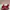 Compass Sneakers Wanita red photo 1