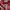 EDWIN Vintage Casual Formal shirt Pria red photo 5