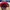 Topi New Era Original NBA Detroit Pistons Bukan Lakers, Orla photo 2