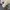 Biker Windbreaker Pria gray cream photo 7