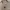 Carhartt Vintage Casual Casual shirt Pria tan photo 5