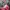 Vintage Sportswear Hat Pria white pink photo 1