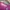 Marni Streetwear Casual T-shirt Wanita white pink photo 5