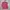 Marni Streetwear Casual T-shirt Wanita white pink photo 4