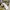 Coquette Casual Formal shirt Pria yellow photo 4