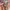 Raimond Little Grace casio seiko alba citizen guess gucci ac photo 2