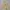The North Face Gorpcore Casual Suit Pria cream yellow photo 1