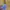 GAP Streetwear Y2K Trench coat Pria yellow photo 3
