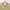 Urban Research Casual Polo shirt Pria tan cream photo 4