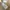 Urban Research Casual Polo shirt Pria tan cream photo 6