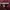 Dirtywolf Japanese Maroon Pants  photo 9