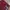 Dirtywolf Japanese Maroon Pants  photo 5