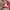 Streetwear Indie Harrington jacket Pria red photo 5