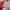 Streetwear Indie Harrington jacket Pria red photo 6