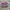 Smiggle Coquette Wanita pink photo 1