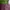 Luxury Fairy Midi dress Wanita purple green photo 5