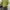 Sweatshirt boxy oversized lemon green simple bordir like lik photo 4