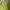 Sweatshirt boxy oversized lemon green simple bordir like lik photo 6