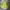 Sweatshirt boxy oversized lemon green simple bordir like lik photo 10
