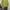 Sweatshirt boxy oversized lemon green simple bordir like lik photo 3