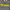 Crewnack Dickies 
