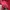 Lee Casual Windbreaker Pria red photo 5