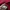 Lee Casual Windbreaker Pria red photo 4