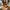 Timberland Premium 6 In Lace Waterproof Boot Wheat