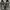 Sneakres steve madden original photo 2