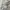 Sportswear Casual Jersey Pria white photo 3