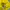 Adidas Sportswear Jersey Pria yellow photo 3