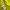 Puma Sportswear Jersey Pria yellow photo 3