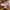 Puma Speedcat GO Poised Pink Warm photo 3