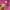 A Bathing Ape Streetwear Short Pria pink photo 4