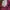 A Bathing Ape Streetwear Short Pria pink photo 8