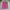 A Bathing Ape Streetwear Short Pria pink photo 1