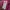 A Bathing Ape Streetwear Short Pria pink photo 7