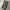 DICKIES CARPENTER DARK BROWN photo 6