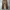 DICKIES CARPENTER DARK BROWN photo 3