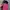 Dickies Minimalist Pria Pink
