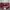 Lacoste Luxury Casual Tote bag Wanita burgundy red photo 3