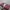 Lacoste Luxury Casual Tote bag Wanita burgundy red photo 8